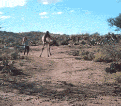tumblr_lvpp3juGZI1r7p8x1o1_250.gif
