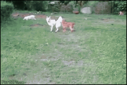 animals_being_stupid_02.gif