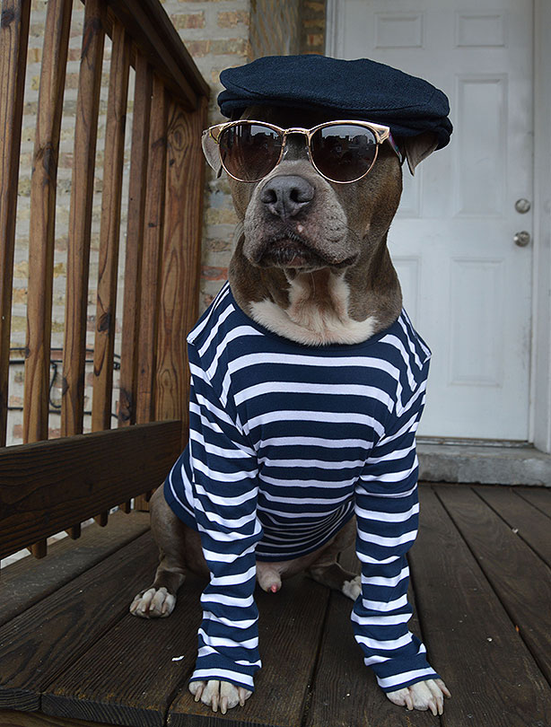 instagram-dapper-dog.jpeg