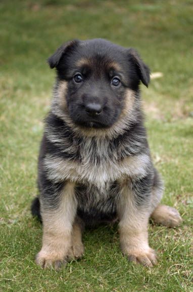 german-shepherd-puppy.jpg
