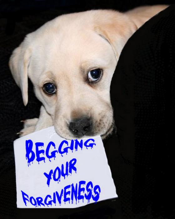begging-your-forgiveness-linda-scott-galok.jpg