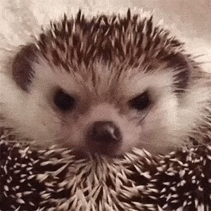hedgehog-angry.gif