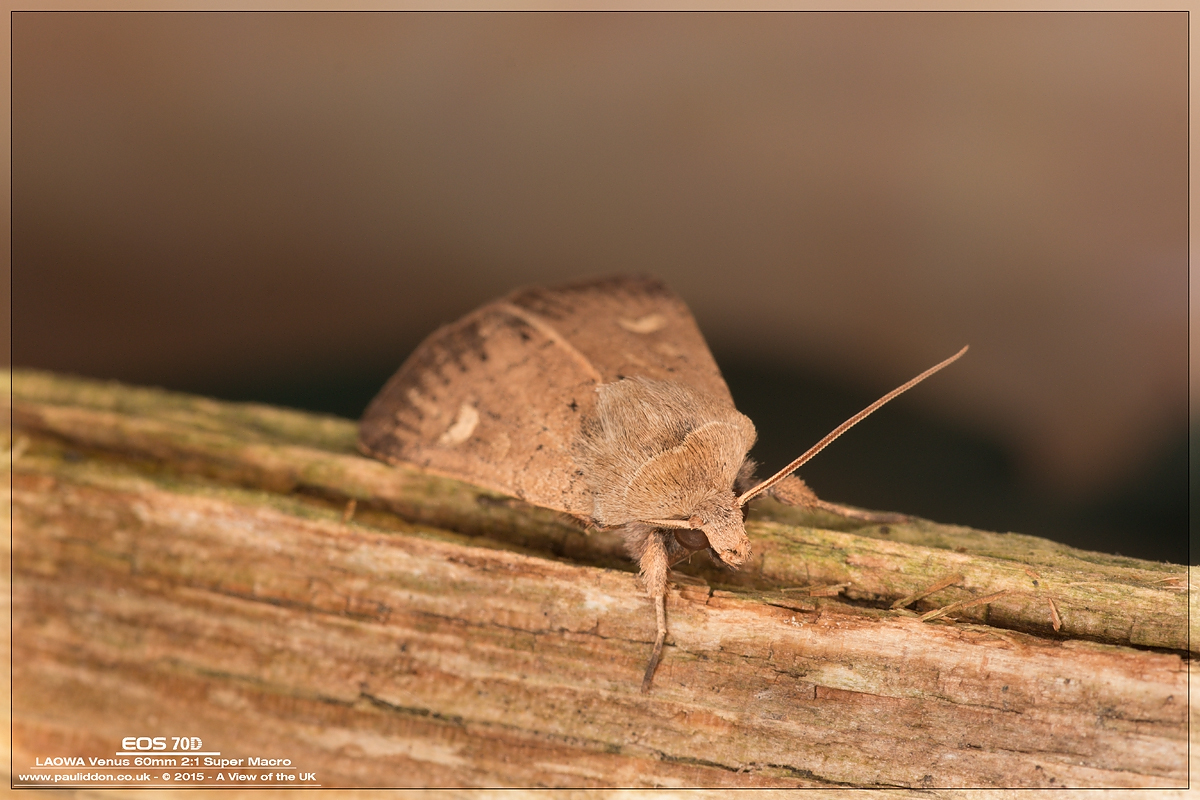 1200moth5.jpg