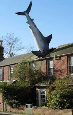 Shark+In+The+House.jpg