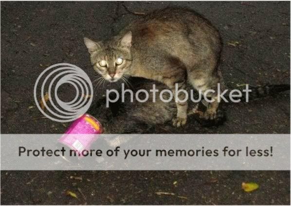 thecats.jpg