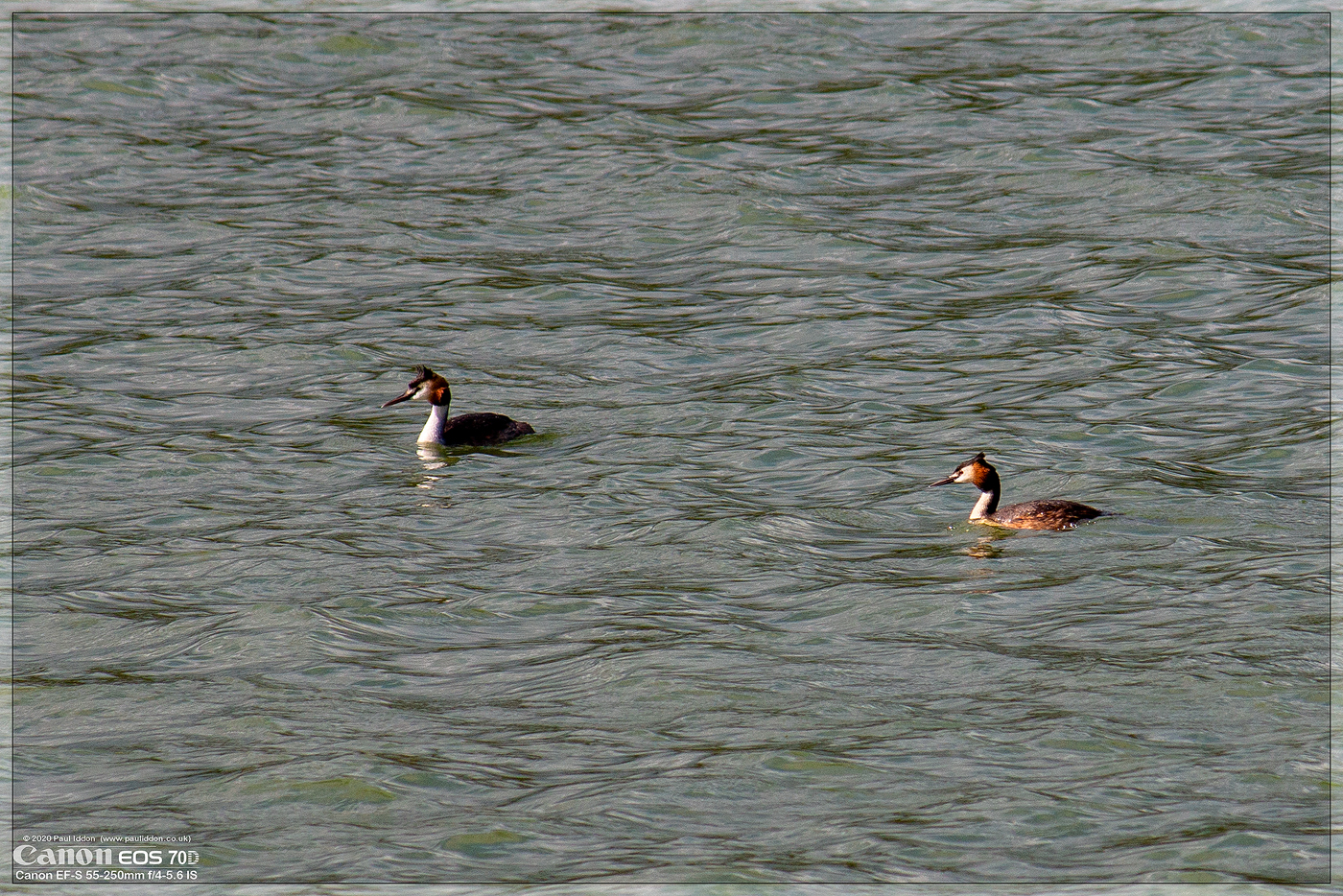 grebe.jpg