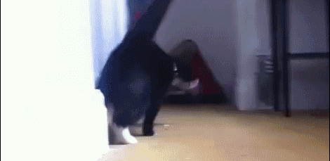 tumblr_mn5wceTJlH1sqmrdfo1_500.gif