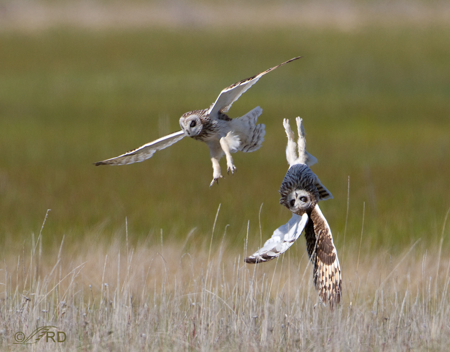 short-eared-owl-7759.jpg