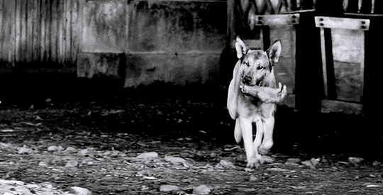 tumblr_pg79mpCgOu1tdkro1o1_540.gif