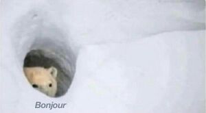 300px-Bonjour_Bear.jpg