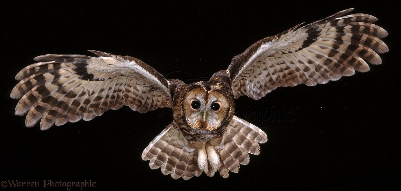 16291-Tawny-Owl-in-flight.jpg