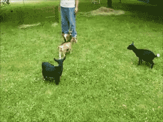 hypergoat.gif