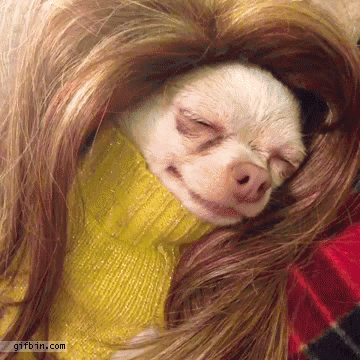 1389808724_dog_in_a_wig_eating_ice_cream.gif