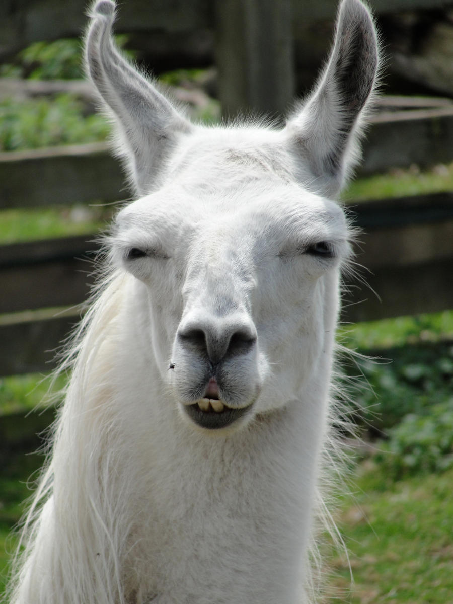That_Llama_Glare_by_mrsnerg.jpg