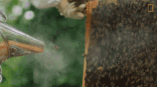 bee-smoker-nat-geo-wild.gif