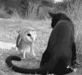 tumblr_n04goeTq4b1qmbg8bo1_400.gif