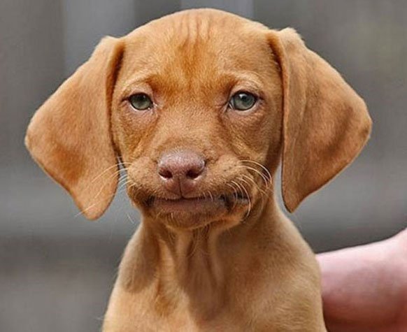 fedup-dog.jpg