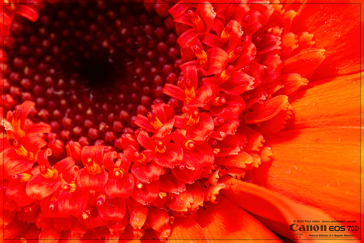 ORANGEFLOWER2.jpg