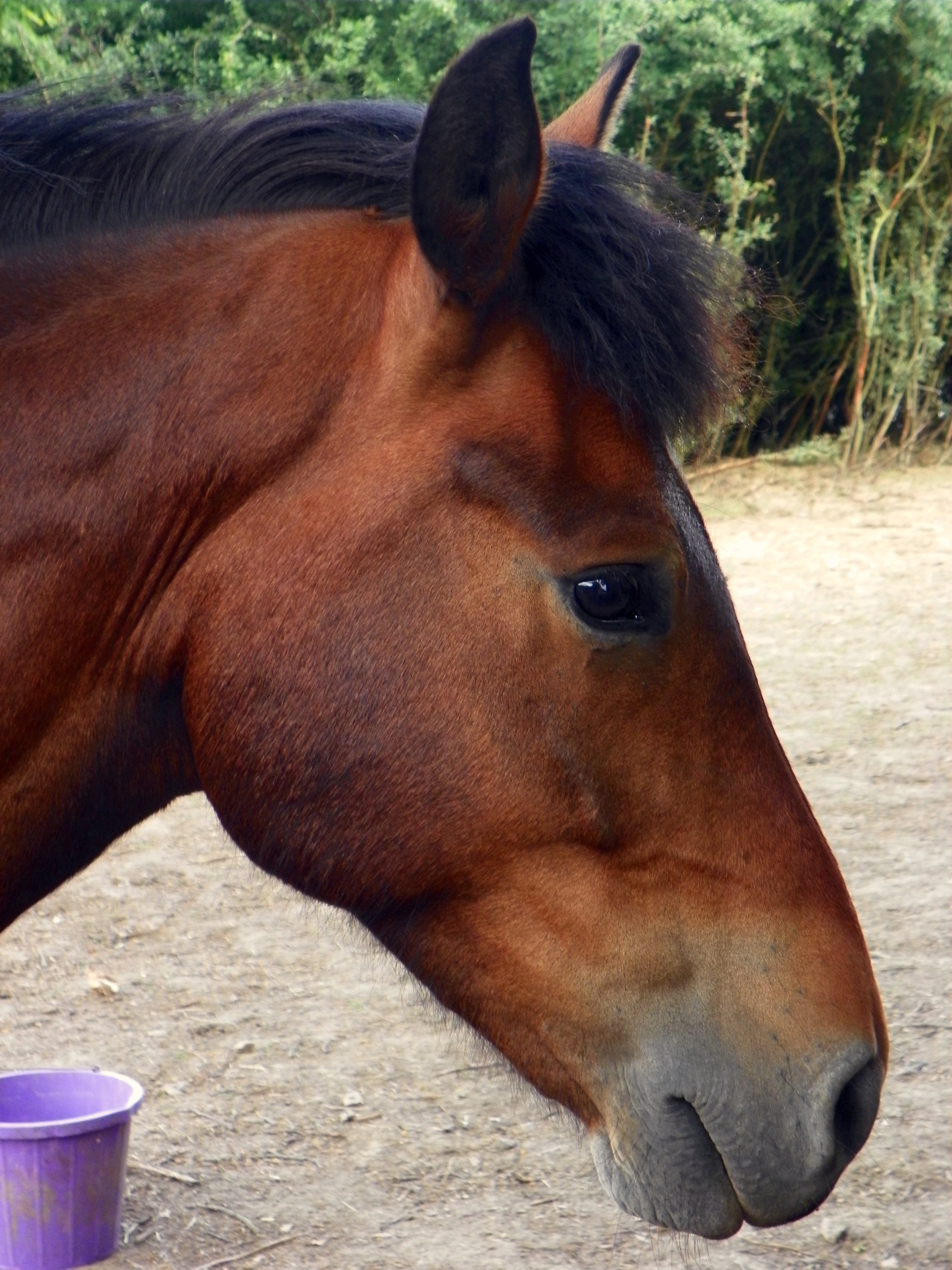 Horse_head.jpg