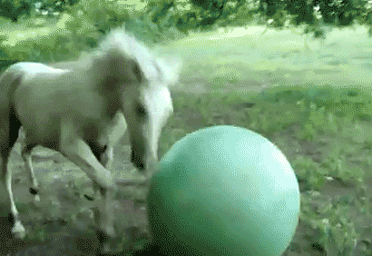 49731.gif