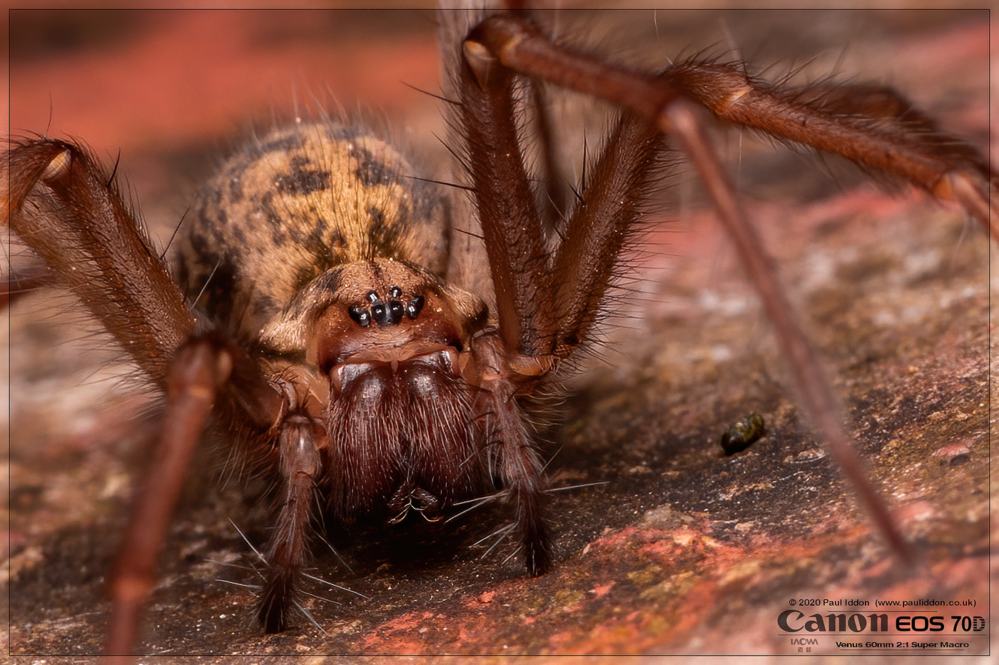 1shespider3.jpg