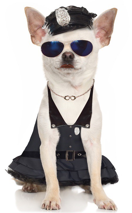 pretty-officer-chihuahua-pet-costume.jpg