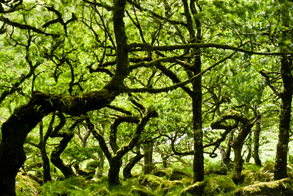 Dartmoor-9845.jpg
