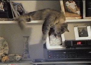 tumblr_nwj516LqlX1re1rggo1_r2_400.gif