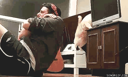 funny-pictures-gif-cat-tv-crash.gif