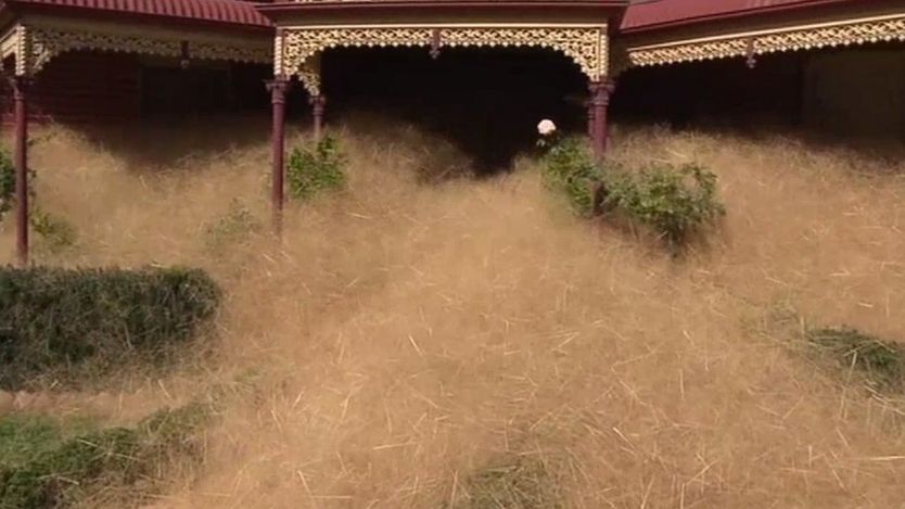 _88322590_weeds_tumble.jpg