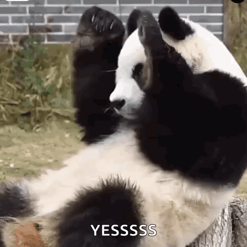 menglanpanda-menglan.gif