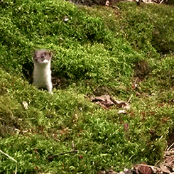 tumblr_mosy1dvyB91qa6ftro4_250.gif