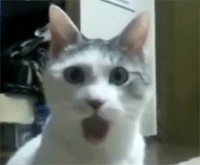 tumblr_inline_njbaznG5Yl1sn2cms.gif