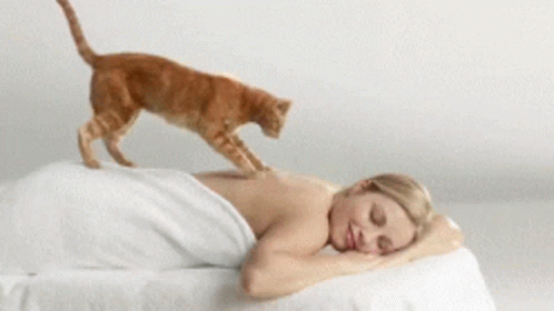 massage-cat.gif