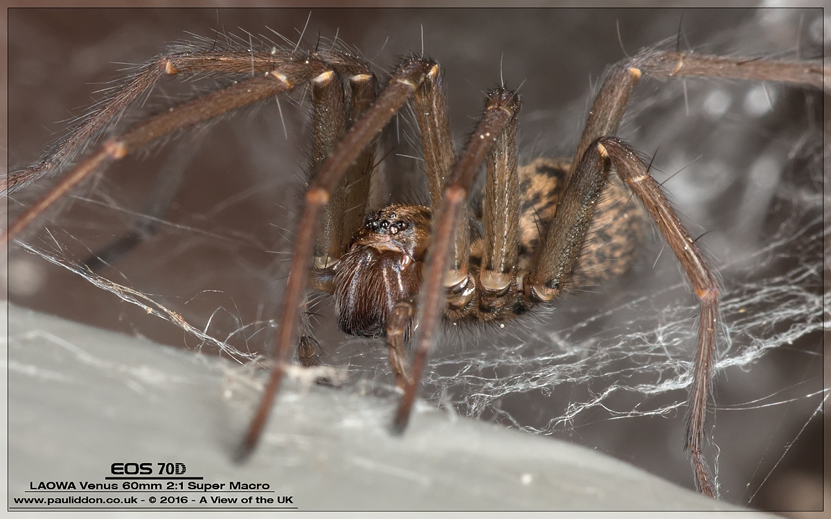 1200spider005.jpg