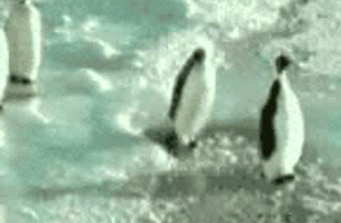 P.gif