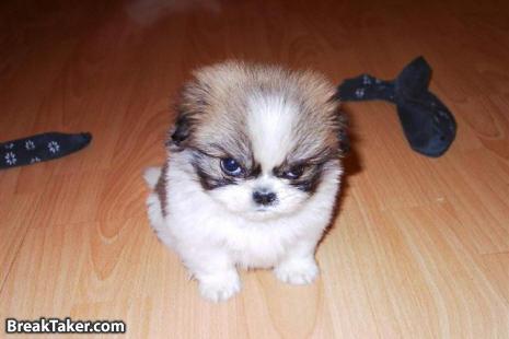 AnnoyedDog.jpg