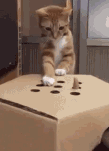 tenor.gif