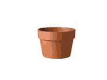 orchid-pots-pots.gif
