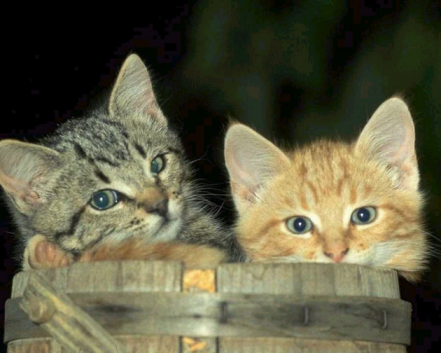 boosh_kittens.png