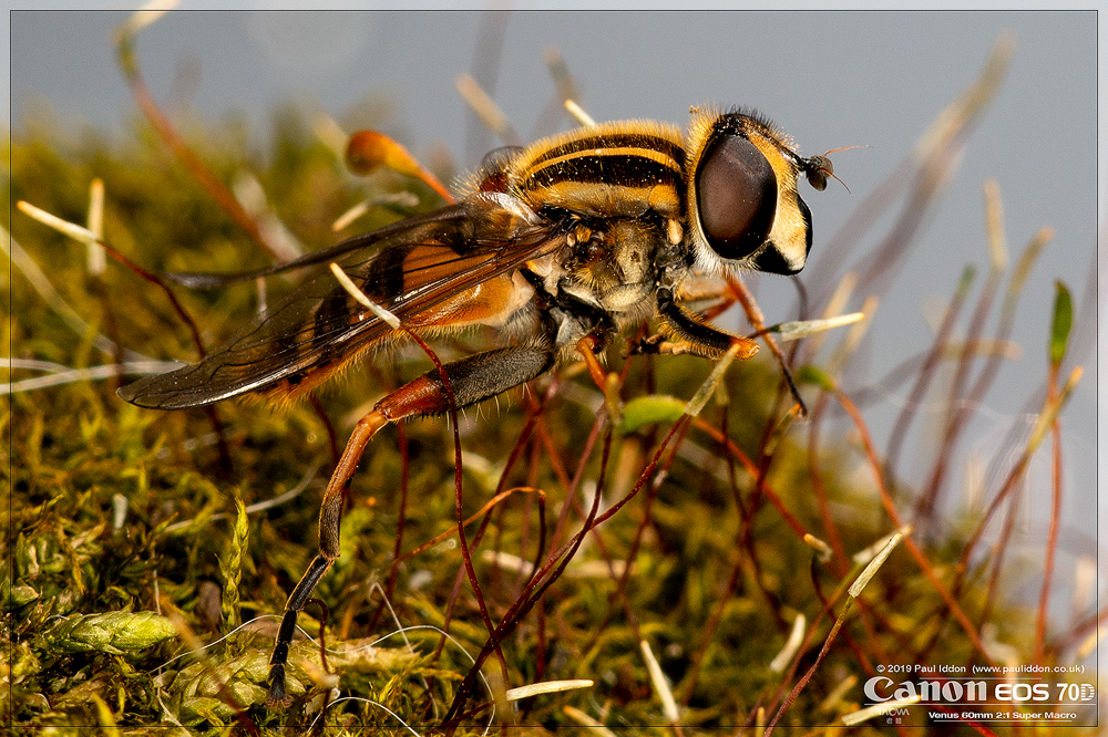 2019sunfly2.jpg