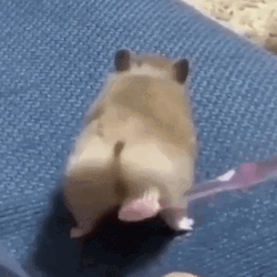 hamster-brushing-his-behind-meme-8geyow059kkxrik9.gif