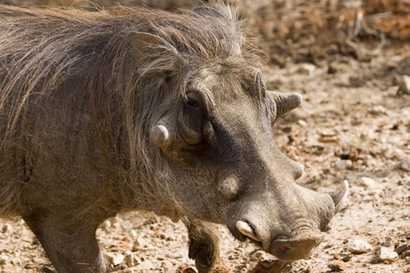 warthog-ugly-five2.jpg
