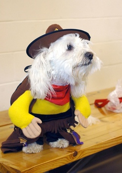 Wild-West-Dog.jpg
