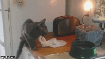 wyph7.gif