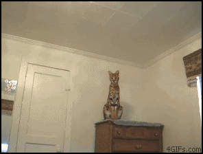 1326634974158.gif