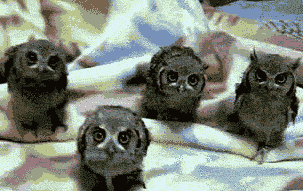 tumblr_madewj9LWl1ro2d43.gif