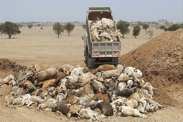 AfricaCows.jpg