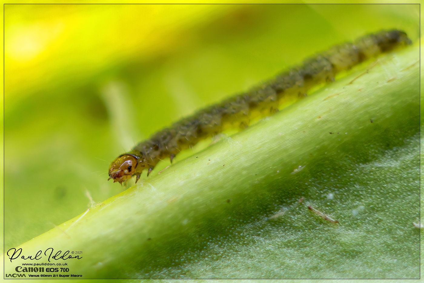 s_pillar01.jpg