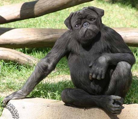 weird-animal1.jpg